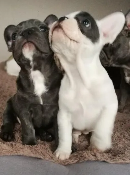 French bulldog puppies available