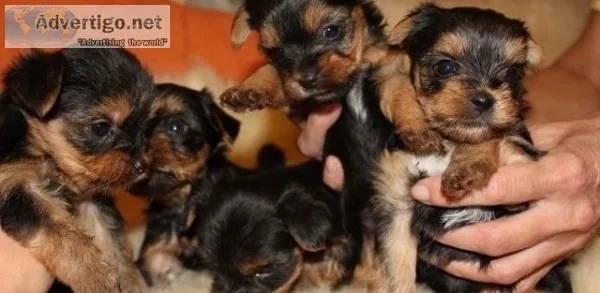 Akc teacup mini size yorkie puppies