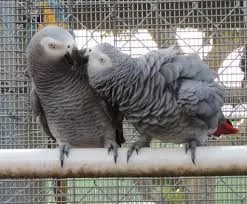 Beautiful hand reared baby african grey