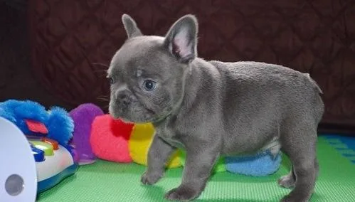 Male and female frenchies puppies