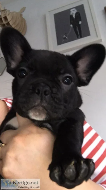 French bulldog puppies available
