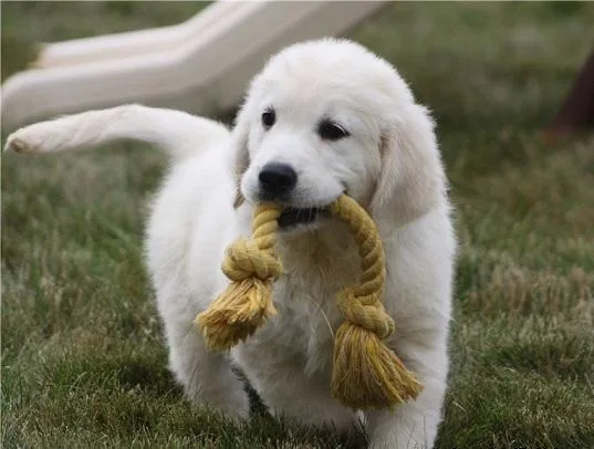 Golden retriever puppies