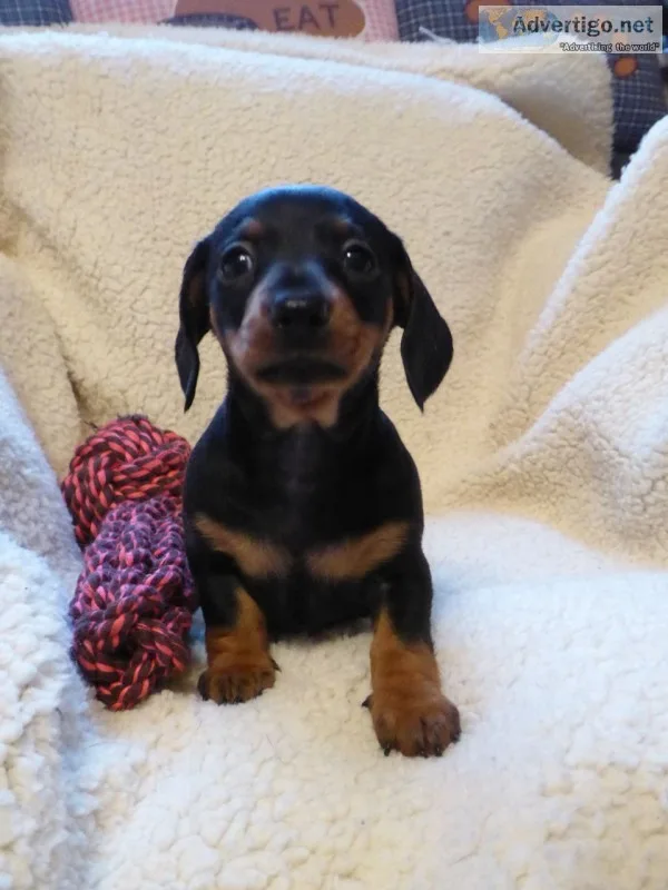 Dachshund puppies
