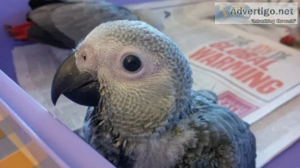 Timneh grey baby parrot