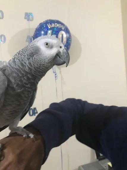 Tame african grey