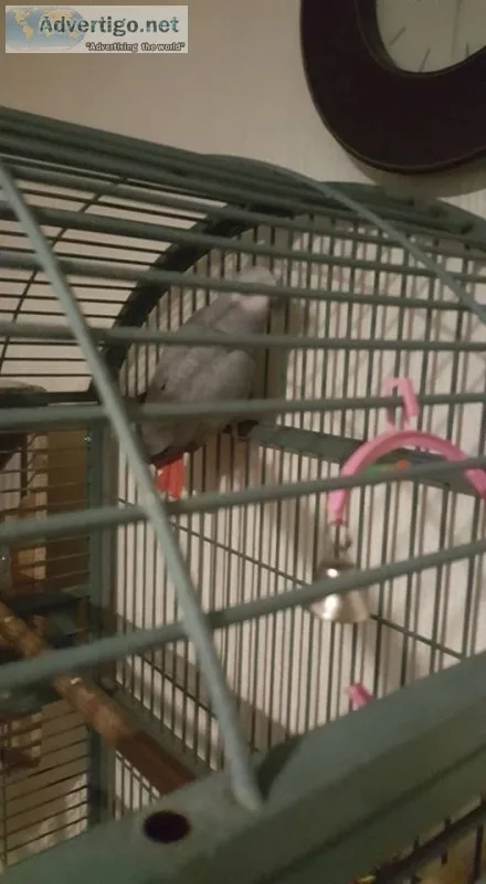 Pair of congo here african greys