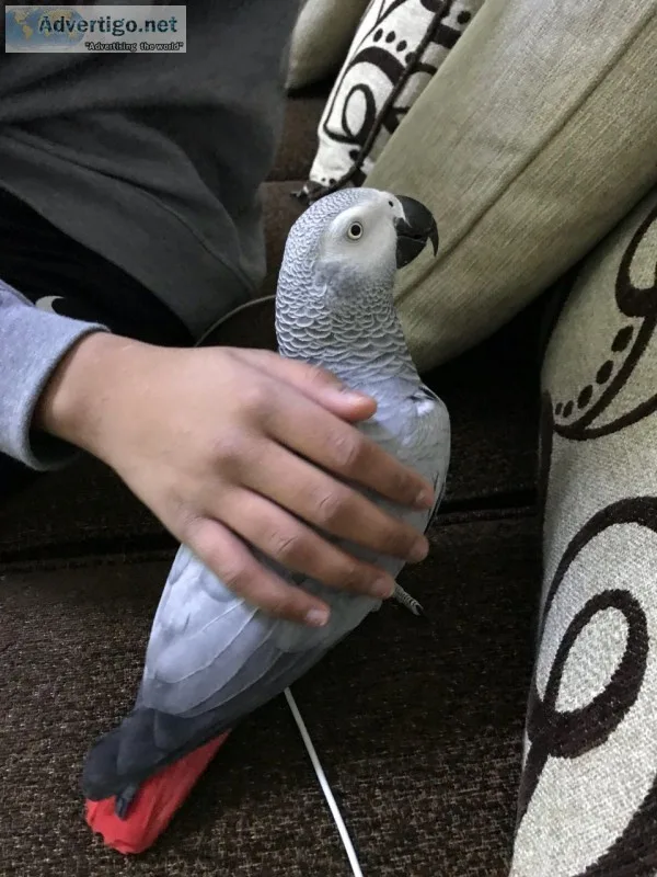 Parrot african grey