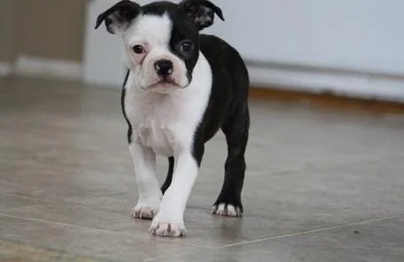 Boston terrier puppies