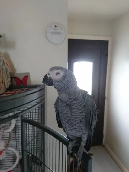 African gray parrot and cage