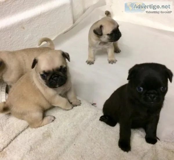 Pug puppies now ready
