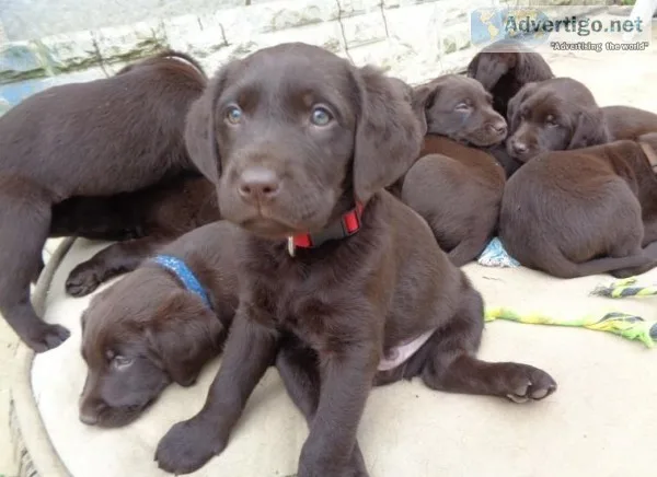 Akc registered labrador