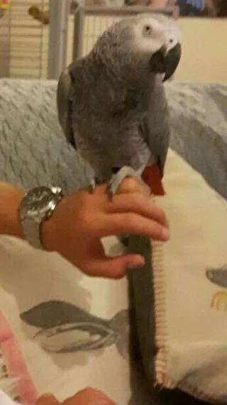 African grey parrot