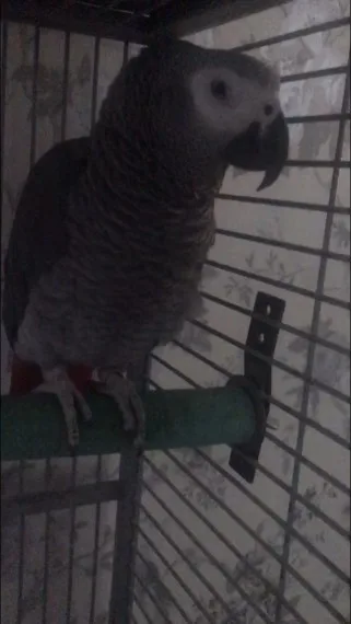 Male congo african grey