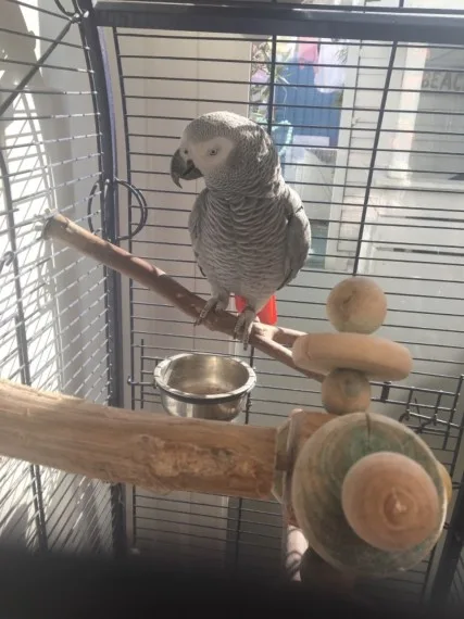 African grey and cage 