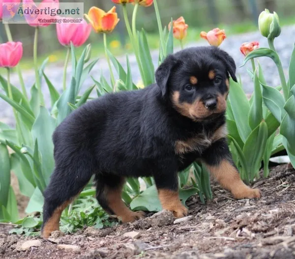 Rottweiler beautiful babies