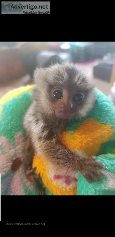 Marmoset monkeys pocket monkeys