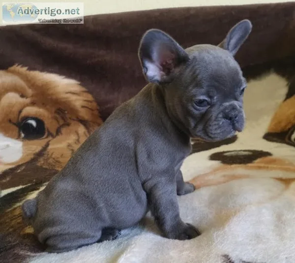 Mqa4 blue french bulldog pups for sale