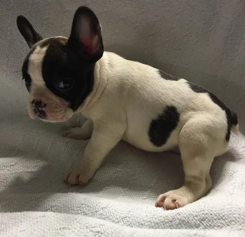 Mqa0 blue french bulldog pups for sale
