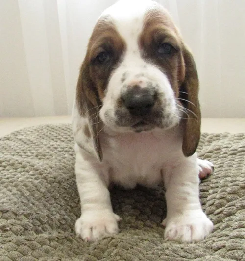 Qqvv2 basset hound puppies for sale