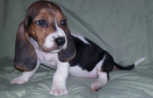 Qqw1 basset hound puppies for sale