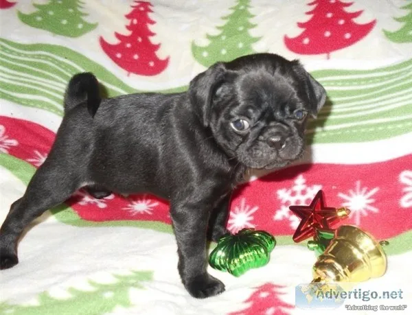 Mqa1 blue french bulldog pups for sale