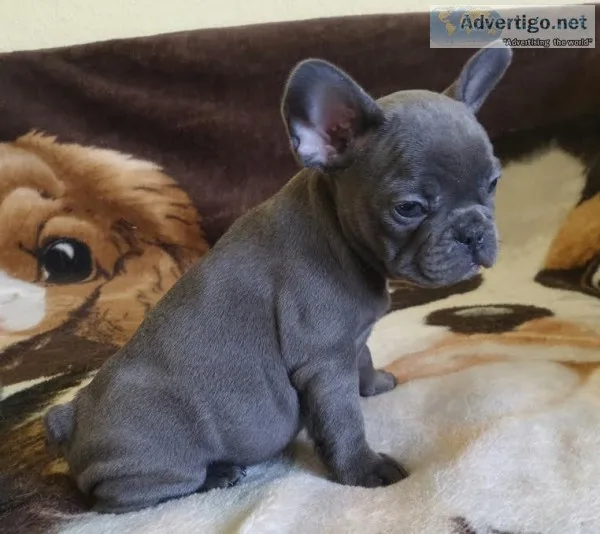 Mqa6 blue french bulldog pups for sale