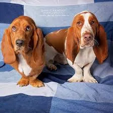 Aa5 basset hound puppies for sale 