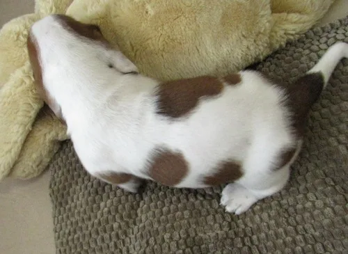 Aa1 basset hound puppies for sale 