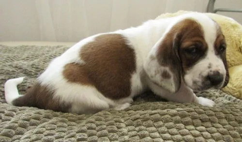 Aa2 basset hound puppies for sale 