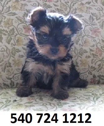 Xdhfg yorkshire terrier puppies for sale