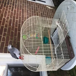 Hand rare africans grey parrots for sale