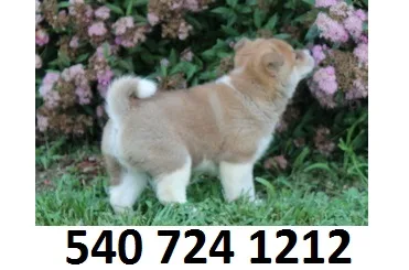 Srdyry shiba inu puppies for sale