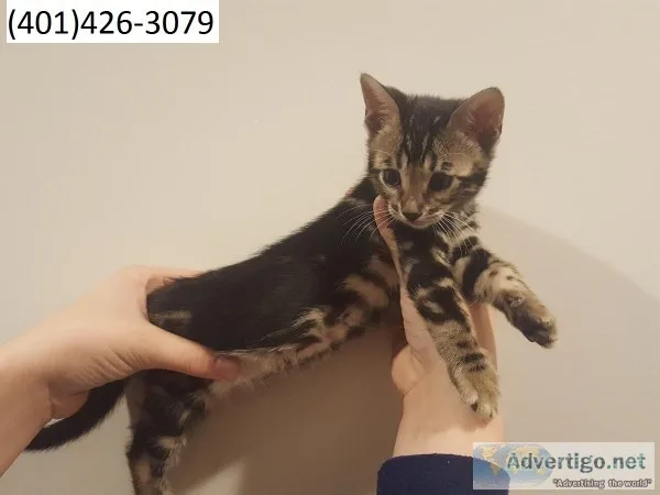 Ifc bengal charming kittens m/f ready