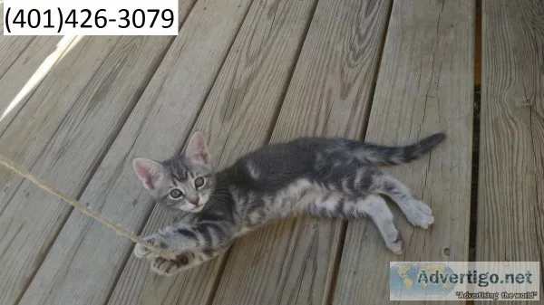 Oyr bengal kittens trained m/f ready