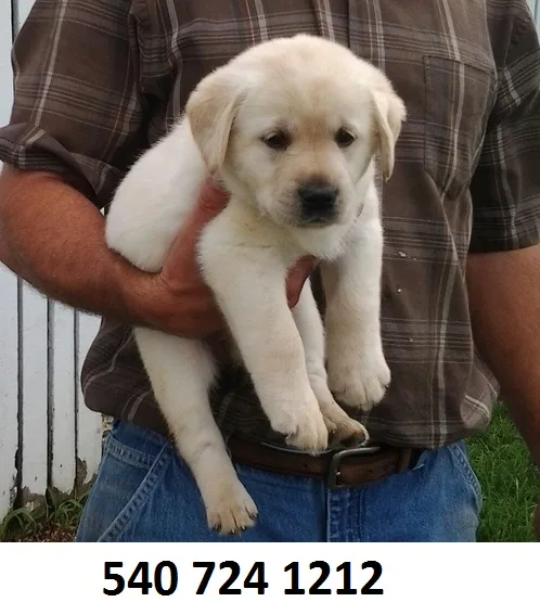 Dftu labrador retreiver puppies for sale