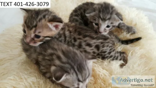 Pny bengal pretty kittens m/f ready