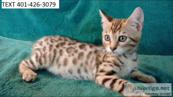 Lvc bengal kittens cute m/f ready