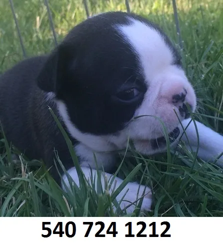 Dfffffff boston terrier puppies for sale