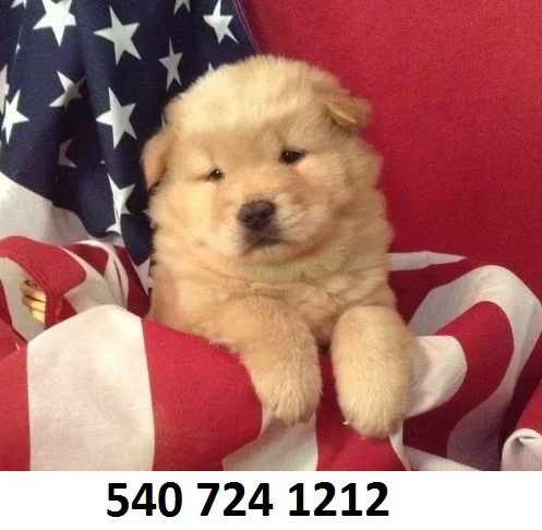 Xdhfjrt chow chow puppies for sale