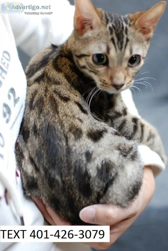 Gter bengal kittens beautiful m/f ready