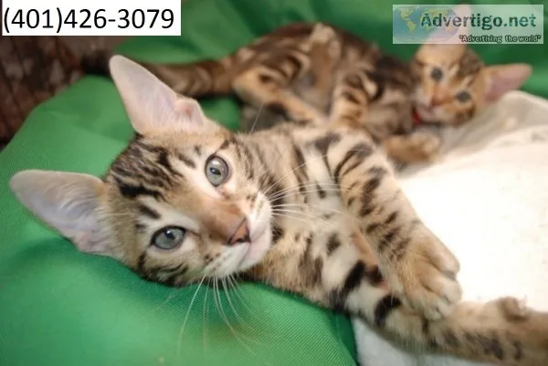 Buta bengal kittens beautiful m/f ready