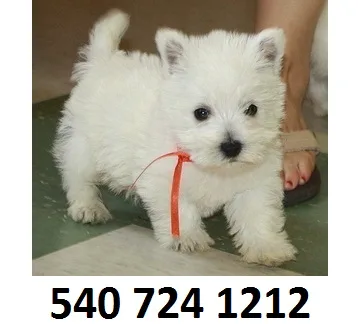 Dtyhdg west highland white pups for sale