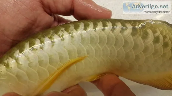 Arowana fishes available 
