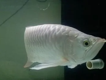 Arowana fishes available 