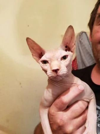 Shpynx kitten