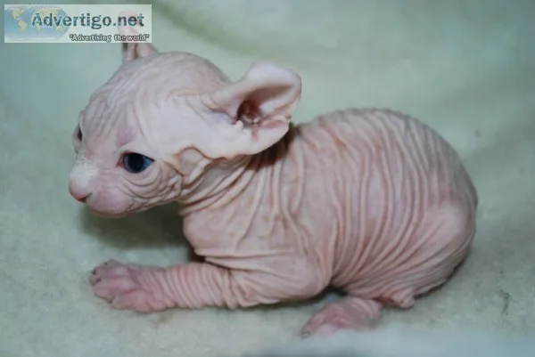 Sphynx kittens looking for a new home