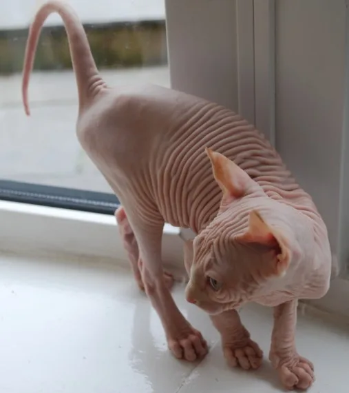 Affectionate,  sphynx kitten