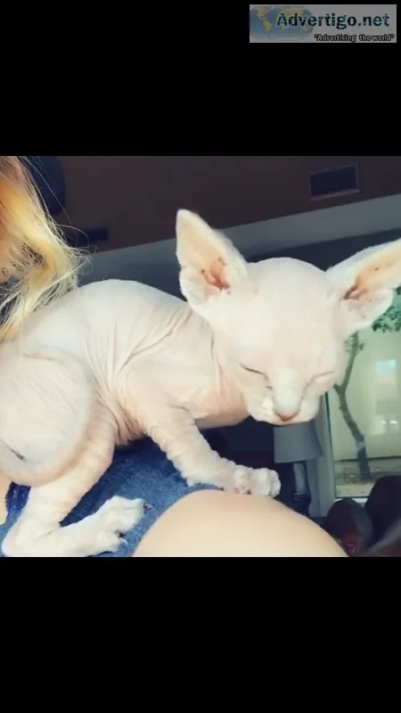 Adorable kitten sphynx for new homes 
