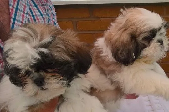 Shih tzu puppies for adoption 