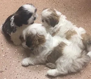 Shih tzu puppies for adoption 